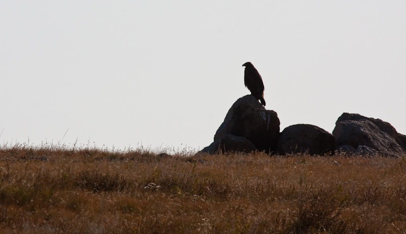 Golden Eagle On Rock